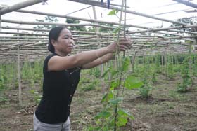 Nhiều hộ nông dân xã Cư Yên tập trung sản xuất rau sạch phát triển kinh tế hộ gia đình.